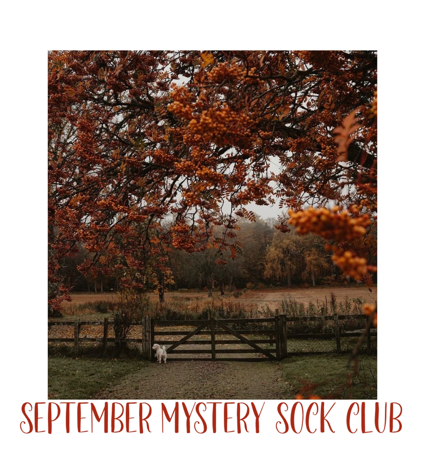 Mystery Sock Club- September
